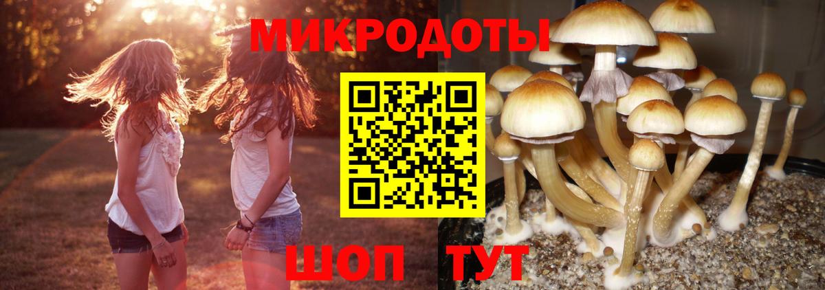 Галлюциногенные грибы Psilocybe  Вход с VPN  Кудрово 